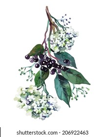 Elder Twig