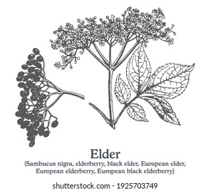 Elder. Vector hand drawn plant. Vintage medicinal plant sketch.