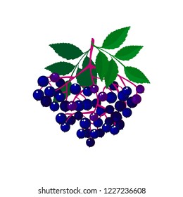 Elderberries isolated on white background. Bright vector illustration of colorful juicy berries. Fresh cartoon style