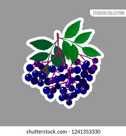 Elderberries sticker isolated on white background. Bright vector illustration of colorful juicy berries. Fresh cartoon style