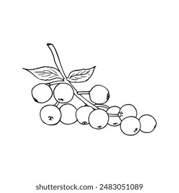 Elderberry berries with leaves on a twig. Natural healthy organic elder. Ripe Sambucus Isolated on white background