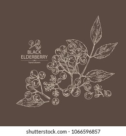 Elderberry black: branch of elderberry , berries, flowers and leaves. Vector hand drawn illustration. 