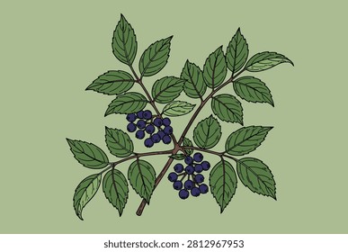 Elderberry branch with clusters of dark purple berries and serrated green leaves shown in detailed botanical style.