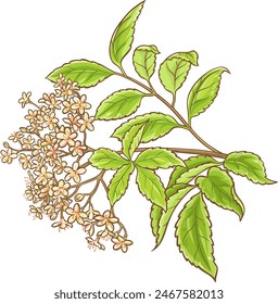 Elderberry Branch Colored Detailed Illustration.