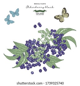 Elderberry branch hand drawn. Sambucus, elder berries and leaves isolated on white. Vector illustration botanical. Colorful engraving style.