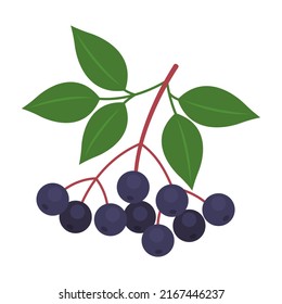 Elderberry branch isolated on white background. Elder or sambucus black berries with leaves icon. Superfood medical berry. Vector fruit illustration in flat style.