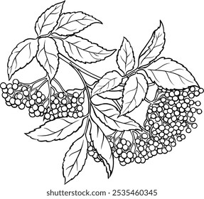 Elderberry Branch Ilustração Isolada Contorno.