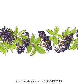 elderberry branch vector pattern
