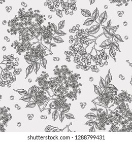 Elderberry and elderflower seamless pattern. Hand drawn sambucus flowers, leaves and berries. Vector illustration vintage.