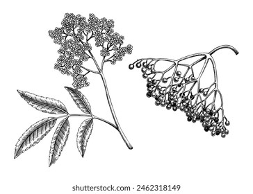 Elderberry, boceto de elderflower. Dibujo de planta boticaria. Remedios herbales, planta medicinal, medicina natural, Ilustración vectorial dibujada a mano. NO AI generada