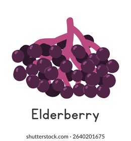 Elderberry flat vector illustration. Black common elderberry or Sambucus cartoon clipart style isolated on white background. Also known as European elder, black elder, common elder. Berry concept