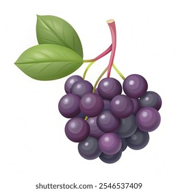 Elderberry fruit icon. Feash fruit vector illustration of white background.