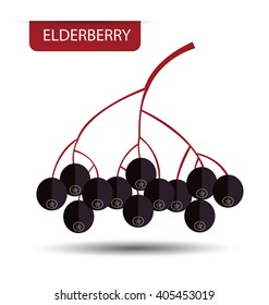 Elderberry, fruit vector illustration.