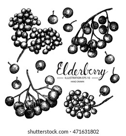 Elderberry - fruit/vegetable vector element collection via hand drawn illustration. Ink and pen sketch set.