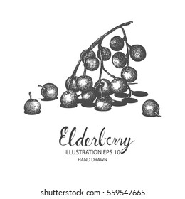 Elderberry hand drawn illustration by ink and pen sketch. Isolated vector design for fruit and vegetable product label, banner and health care goods.