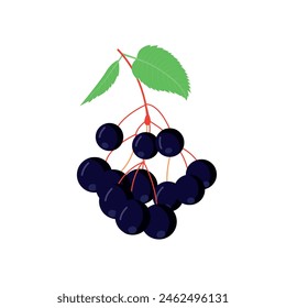 Elderberry icon in flat style isolated on white background. Superfood medical berry. Vector illustration.
