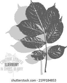 Elderberry leafs vector silhouette. A set of decorative elderberry branch with leaves silhouette for further color application. Line art of american black elderberry Sambucus leafs in shades of gray.