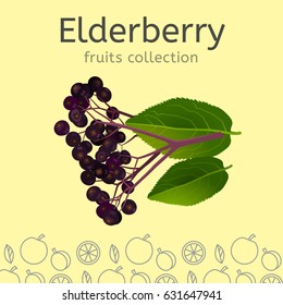 Elderberry on a light background. Fruits collection. Vector illustration.