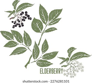 Elderberry plant in color vector silhouette. Sambuci nigrae flores medicinal outline. Set of Black Elderberry flowers and fruits in color image for pharmaceuticals and cooking.