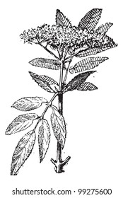 Elderberry or Sambucus, vintage engraved illustration. Dictionary of words and things - Larive and Fleury - 1895.