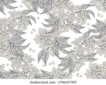 Patrón sin fisuras de Elderberry. Hojas de sambucus y bayas aisladas sobre fondo blanco. Ilustración vectorial. Planta mayor grabada. Diseño para textiles y papel.