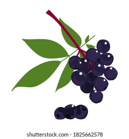 Elderberry, set of elderberry on white background. Vector illustration