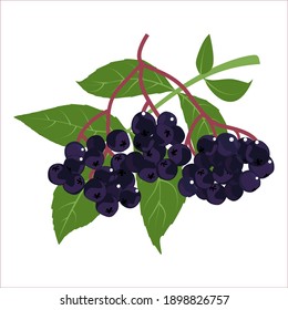 Elderberry, un conjunto de maderas sobre fondo blanco. Ilustración vectorial.