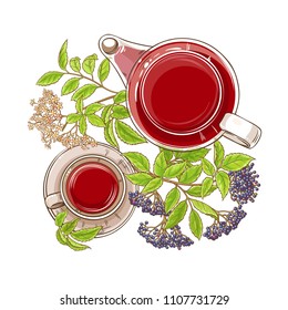 elderberry tea illustration
