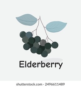 Elderberry Vector Illustration: Dark Berry with Health Benefits