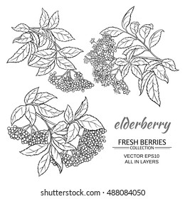 elderberry vector set