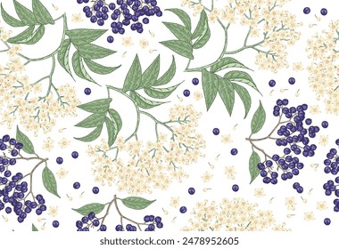 Elderflower blossom seamless pattern. Elderberry, sambucus flowers hand drawn. Vector illustration vintage.