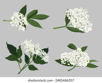 Elderflower branch, hand drawn isolated vector illustration set