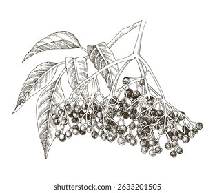 Elderflower branch hand drawn vector