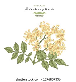 Elderflower branch isolated on white background. Hand drawn elder or sambucus with flowers and leaves. Vector illustration vintage.