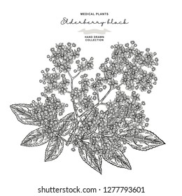 Elderflower branch isolated on white background. Hand drawn elder or sambucus with flowers and leaves. Vector illustration engraved.