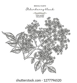 Elderflower branch isolated on white background. Hand drawn elder or sambucus with flowers and leaves. Vector illustration engraved.