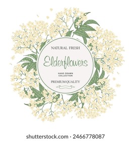 Elderflower branches round frame. Sambucus, Elderberry black plant flowers and leaves. Vector illustration.