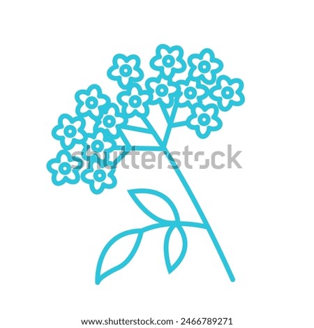 Elderflower, elderberry. Isolated on white background.
