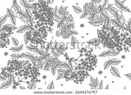Elderflower seamless pattern. Elder flowers and berries on white background. Vector illustration vintage.