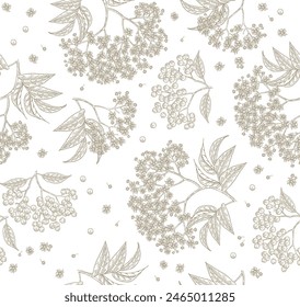 Elderflower seamless pattern. Elderberry, sambucus, elder flowers hand drawn. Vector illustration vintage.