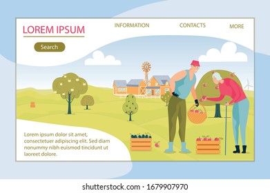 Elderly Farm Owner Pick Apple from Fruit Tree. Man Hold Basket in Hand, and his Wife Check Fruit and Examines it. Wooden Basket is Full Harvested Product. Far away Farmland Building.