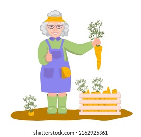 Elderly female farmer in rubber boots stands with a big carrot in her hand and shows thumb up sign. There are box of carrots nearby. Vector Illustration in flat style on white background