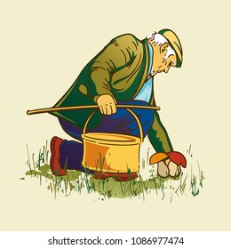 Elderly man collects mushrooms into the basket. Colored Vector illustration.