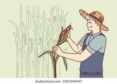 Elderly man farmer harvests corn at plantation for further sale at organic fruit and vegetable fair. Gray-haired male farmer is engaged in agrarian business on farm growing corn for seeds