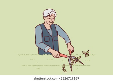 Elderly man gardener is pruning bushes in park using large tree shears. Gray-haired old gardener works on landscaping garden or city area and cuts off extra branches from vegetation