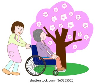 An elderly person and the care person of the wheelchair coming for cherry-blossom viewing.