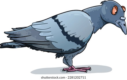 Elderly stern animated dove pigeon