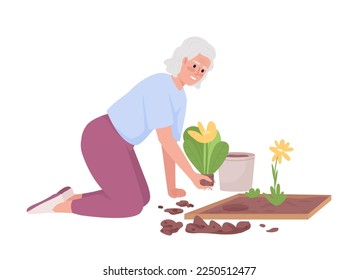 Elderly woman planting flower beds in garden semi flat color vector character. Editable figure. Full body person on white. Simple cartoon style illustration for web graphic design and animation