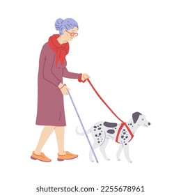 Elderly woman walking dalmatian dog on leash, flat vector illustration isolated on white background. Service dog or guide dog helping visually impaired senior woman with walking stick.