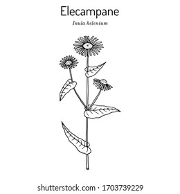 Elecampane (inula helenium), or horse-heal, or elfdock, medicinal plant. Hand drawn botanical vector illustration